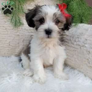 Leo, Teddy Bear Puppy