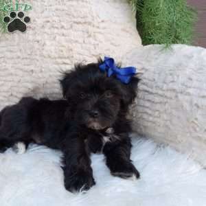 Teddy, Teddy Bear Puppy