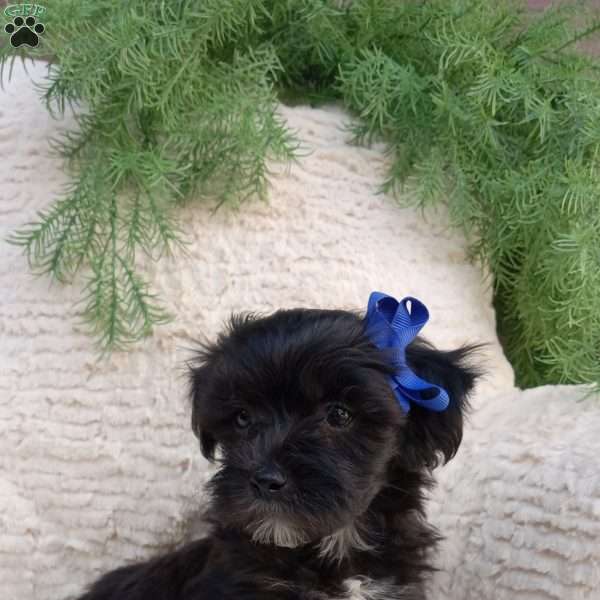 Teddy, Teddy Bear Puppy
