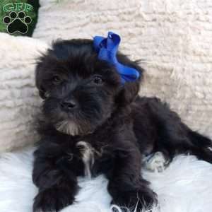 Teddy, Teddy Bear Puppy