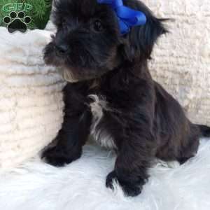 Teddy, Teddy Bear Puppy