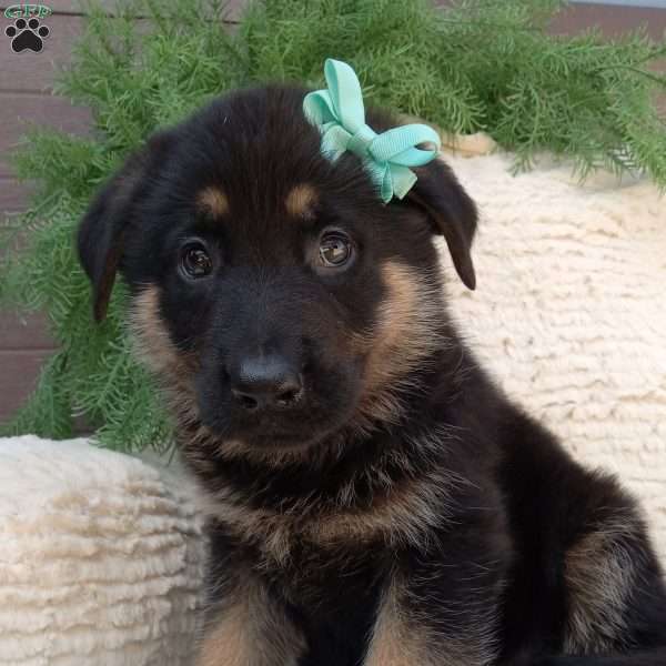Kody, German Shepherd Puppy