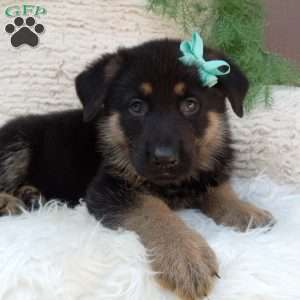 Kody, German Shepherd Puppy