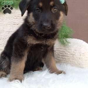 Kody, German Shepherd Puppy