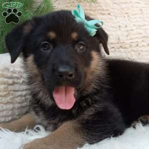 Kody, German Shepherd Puppy