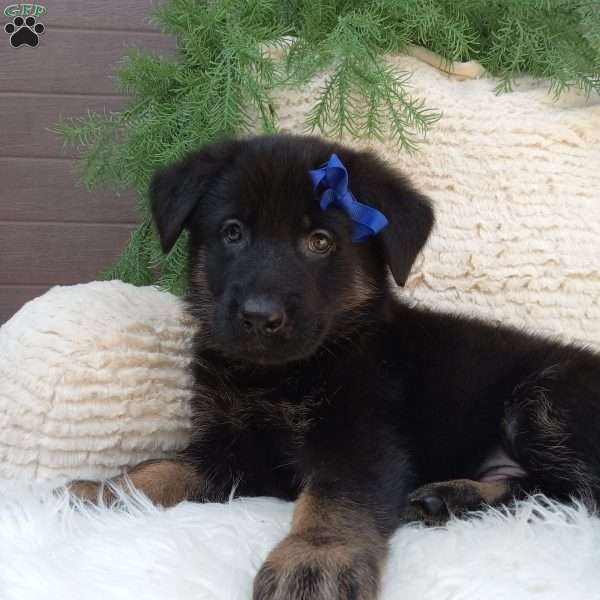 Champ, German Shepherd Puppy