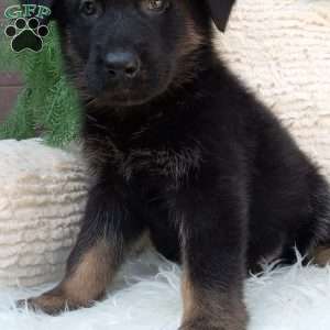 Champ, German Shepherd Puppy