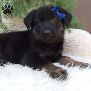 Champ, German Shepherd Puppy