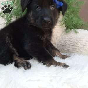 Champ, German Shepherd Puppy