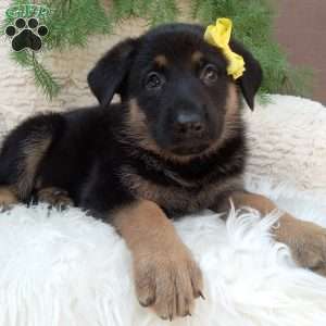 Chloe!, German Shepherd Puppy
