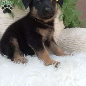 Chloe!, German Shepherd Puppy
