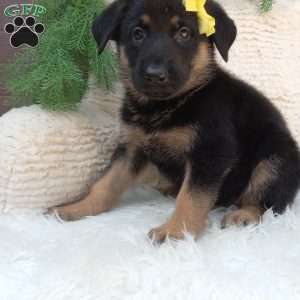 Chloe!, German Shepherd Puppy