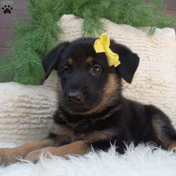 Chloe!, German Shepherd Puppy