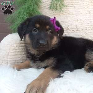 Roxy, German Shepherd Puppy