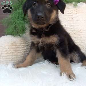 Roxy, German Shepherd Puppy