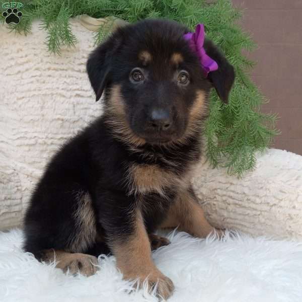 Roxy, German Shepherd Puppy