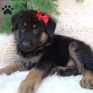 Max, German Shepherd Puppy