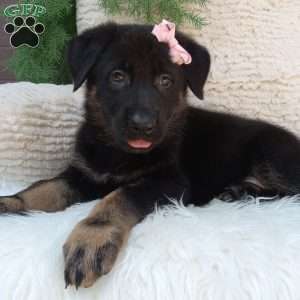 Annie, German Shepherd Puppy