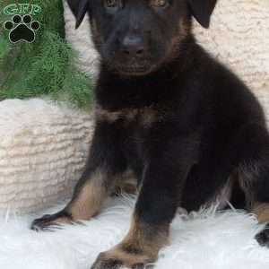 Annie, German Shepherd Puppy