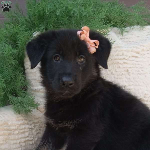 Lola, German Shepherd Puppy