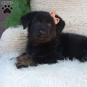 Lola, German Shepherd Puppy