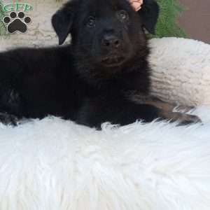 Lola, German Shepherd Puppy