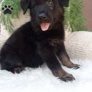Lola, German Shepherd Puppy