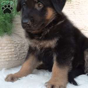 Max, German Shepherd Puppy