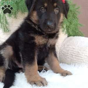 Max, German Shepherd Puppy