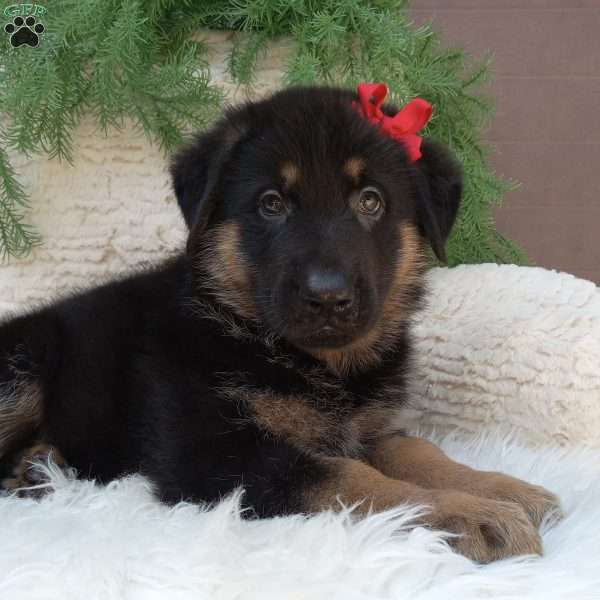 Max, German Shepherd Puppy