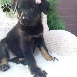 Annie, German Shepherd Puppy