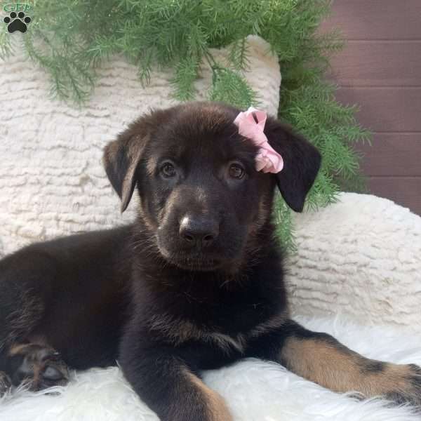 Annie, German Shepherd Puppy