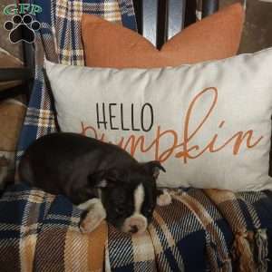 Max, Boston Terrier Puppy