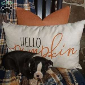 Mailyn, Boston Terrier Puppy