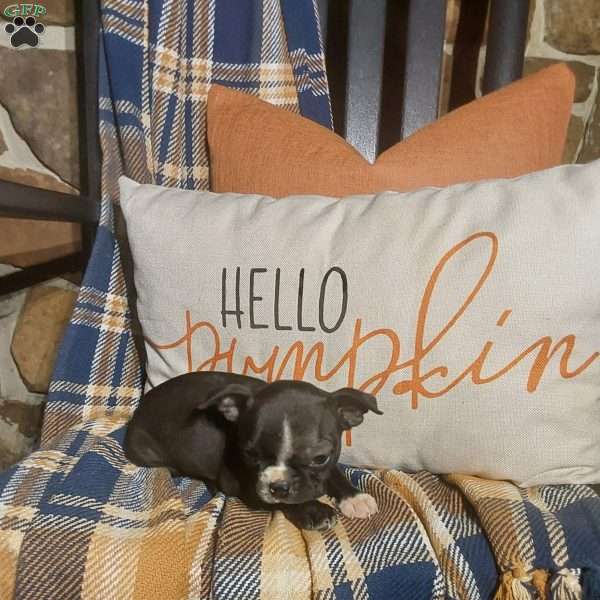 Little Miss, Boston Terrier Puppy