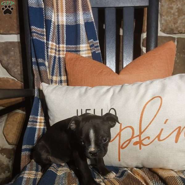 Milo, Boston Terrier Puppy
