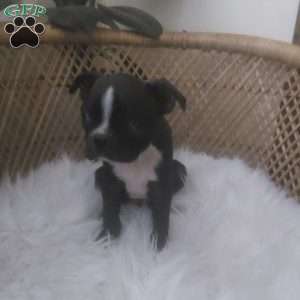 Milo, Boston Terrier Puppy