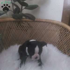 Mailyn, Boston Terrier Puppy