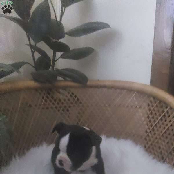 Mailyn, Boston Terrier Puppy