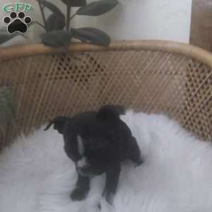 Little Miss, Boston Terrier Puppy