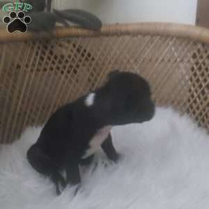 Little Miss, Boston Terrier Puppy