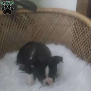 Max, Boston Terrier Puppy