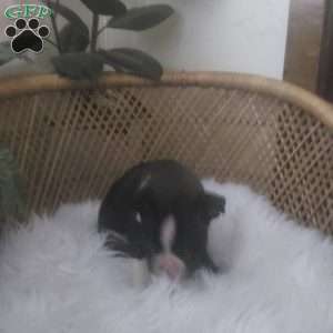 Max, Boston Terrier Puppy