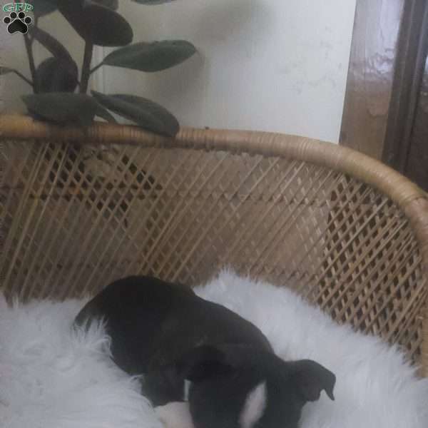 Max, Boston Terrier Puppy