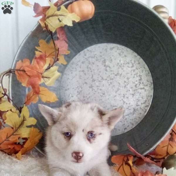Connie, Pomsky Puppy