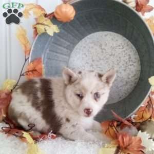 Connie, Pomsky Puppy