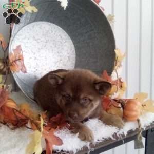 Calvin, Pomsky Puppy