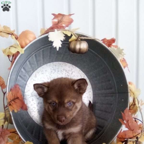 Calvin, Pomsky Puppy