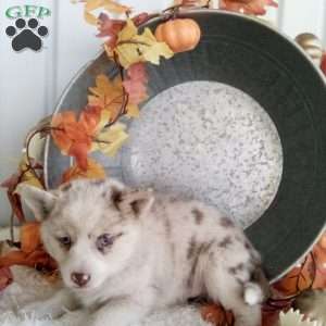 Connie, Pomsky Puppy