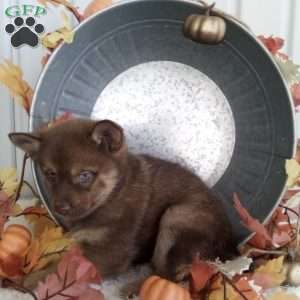 Calvin, Pomsky Puppy